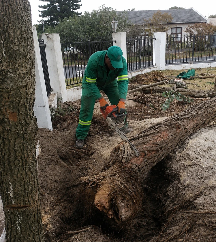 Residential tree removal and stump grinding services by Lushline Gardens